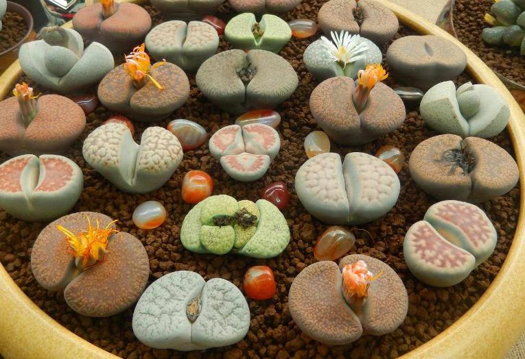 玉露缺水干瘪发红浇水能恢复吗,楼兰玉露和其他多肉夏季浇水方式