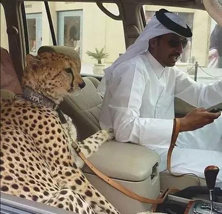 迪拜捡垃圾致富是真的吗,迪拜捡垃圾月入百万