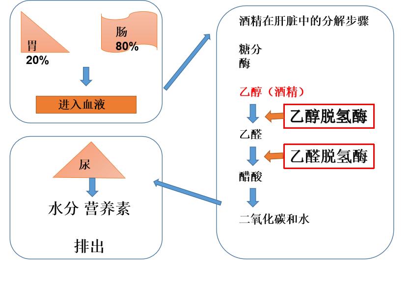 喝醉了以后有什么解酒药,喝醉后解酒药推荐