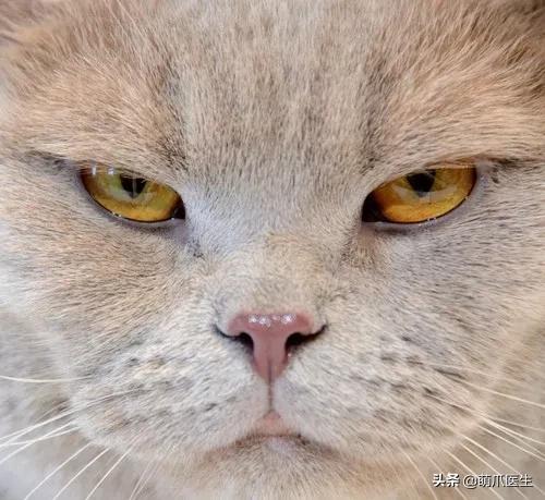 给猫狗清洁耳道切勿用镊子缠棉花捅插，这样做才是正确做法