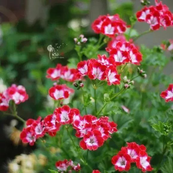 看到花的时候，不知是什么花？那就收下这份百花图谱