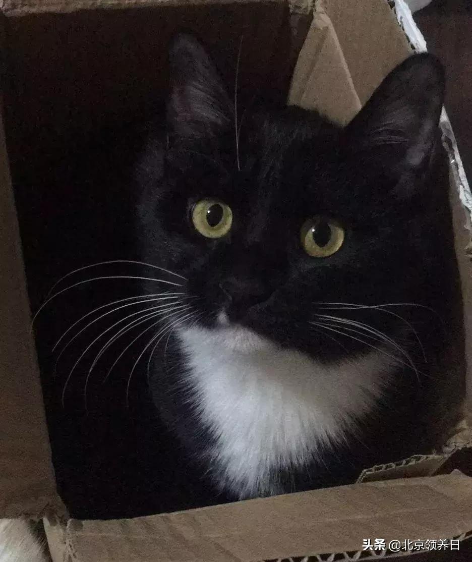 #领养代替购买#给它们一个家|线上宠物领养日,20190608加场