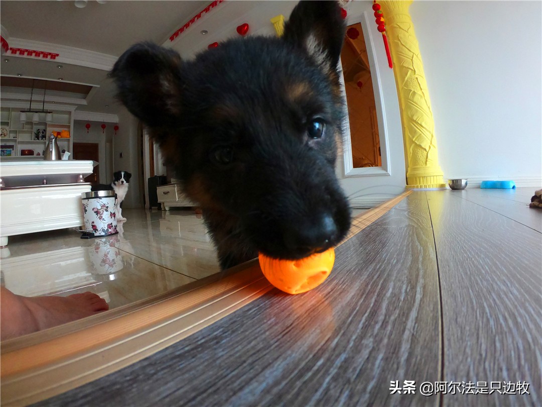 德牧小时候有多可爱长大就有多帅,德牧小时候有多可爱长大了有多猛