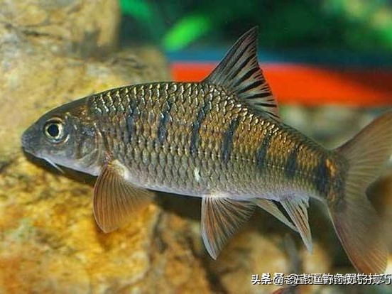溪流钓石斑鱼怎么避开小鱼,溪流石斑鱼去哪里钓