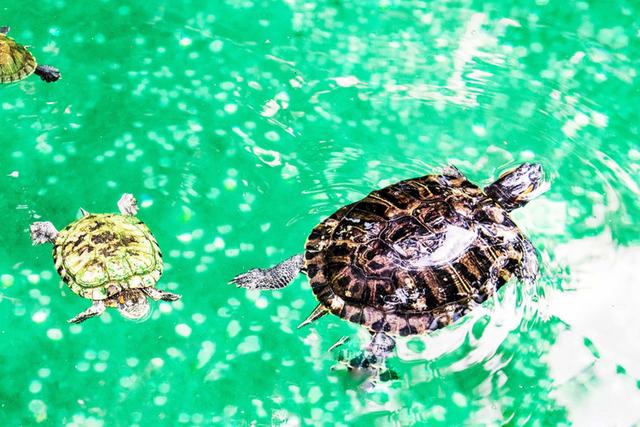 广东藏了一个世外桃源,广东九寨沟门票多少钱