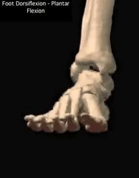 深蹲对脚踝韧带的改善,脚踝灵活性提高