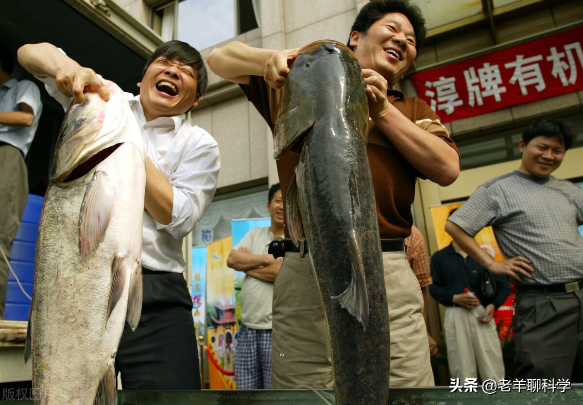渔民一网捞起价值200万鱼群 (渔民捞到一网鱼价值400万)