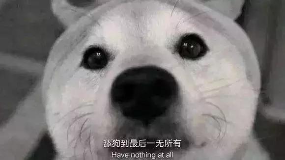 论一只舔狗的重要性,所有的舔狗都值得被尊重
