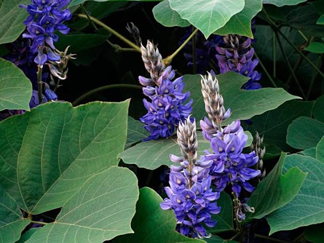 在美国成灾成灾的植物视频,在美国成灾成灾的中国物种