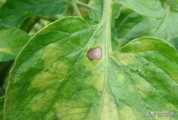 番茄叶有斑点是什么病,番茄常见病害和症状
