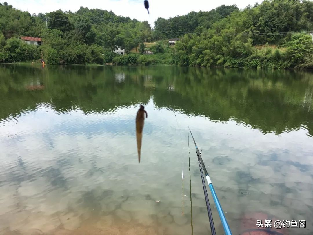 野钓用什么鱼饵避开小杂鱼,野钓小杂鱼闹窝太严重用什么饵料
