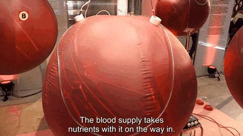 现在人造子宫成熟了吗,人造子宫是否会在2025年成功