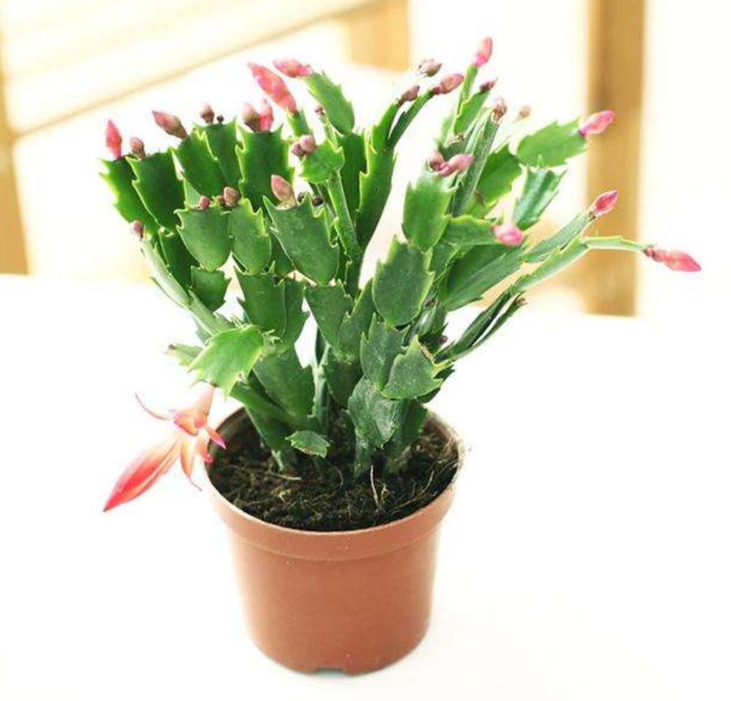 蟹爪兰最上面的叶片发软什么原因,蟹爪兰花期叶片发软怎么办