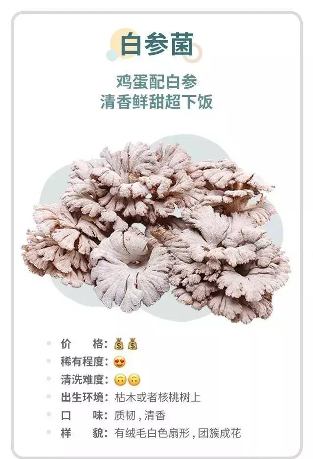 无毒野生菌图鉴大全,见手青野生菌可以吃的种类