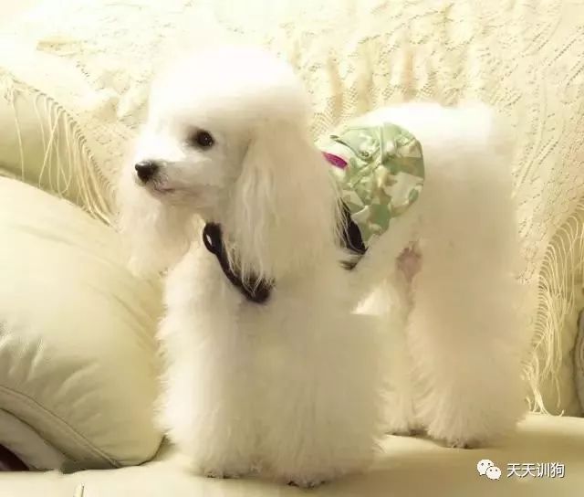 狗狗感到冷,狗狗感到辣的状况