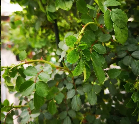 月季垂头打蔫摘下来插花瓶又活了,月季换盆打蔫怎么回事