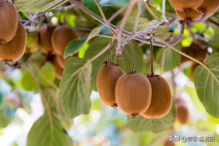 孟津5月采摘园哪个比较好,洛阳采摘攻略
