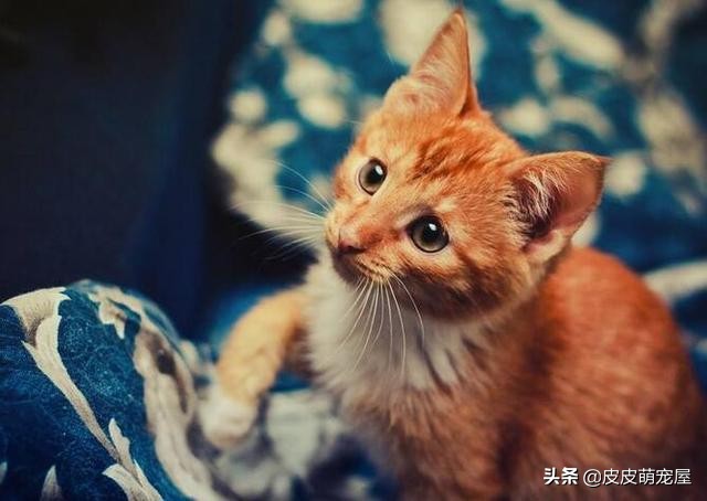 这5种行为,正在缩短宠物猫的寿命,你知道吗?