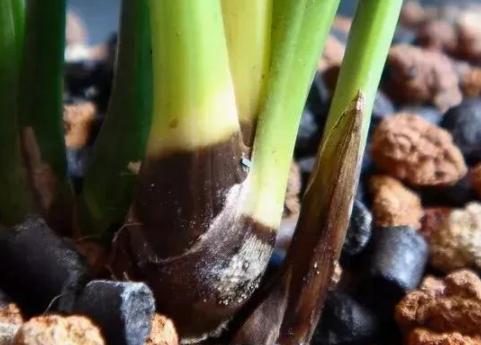 养兰花根腐,夏天兰花预防茎腐和软腐用什么药