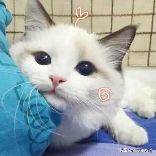 猫咪乱尿最快的在家解决办法,猫砂盆太脏了会导致猫咪乱尿吗