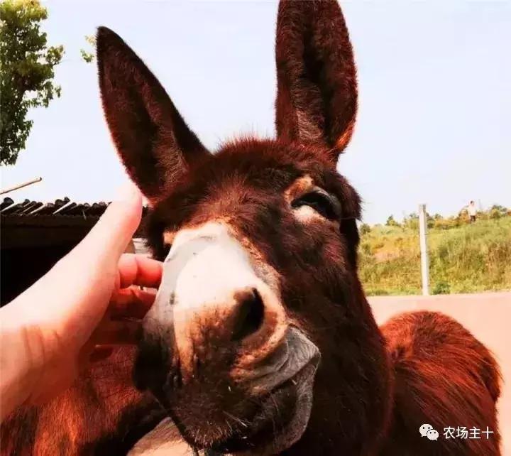 200亩，游客年超30万，这个用枯树建成的农庄牛在哪？