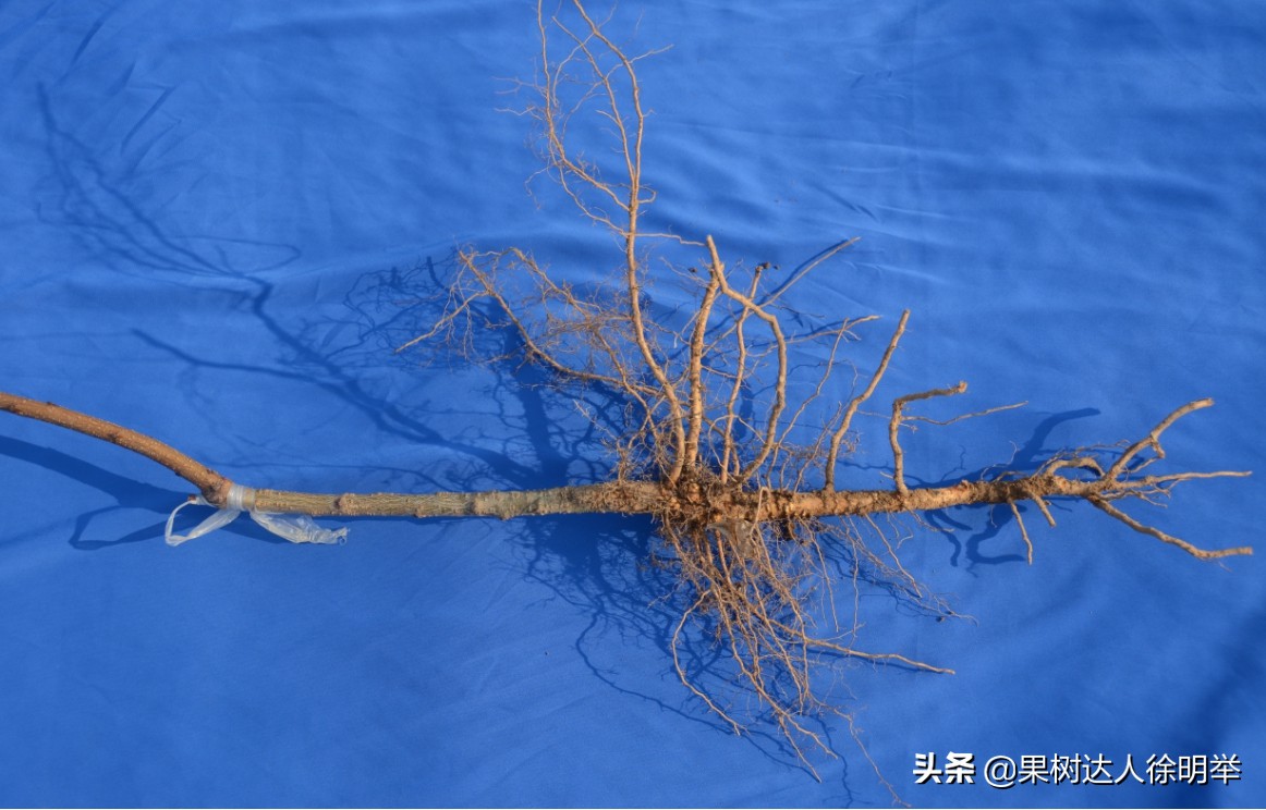 要想种好桃，了解桃的生物学特性是关键，有哪些特性呢
