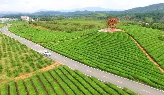 江西省有个莲花县,江西莲花县莲花镇