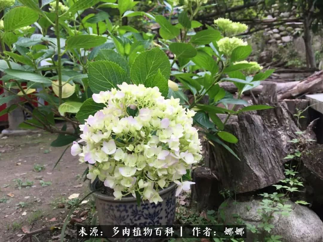 篱笆花开情常在，守你一生不变！