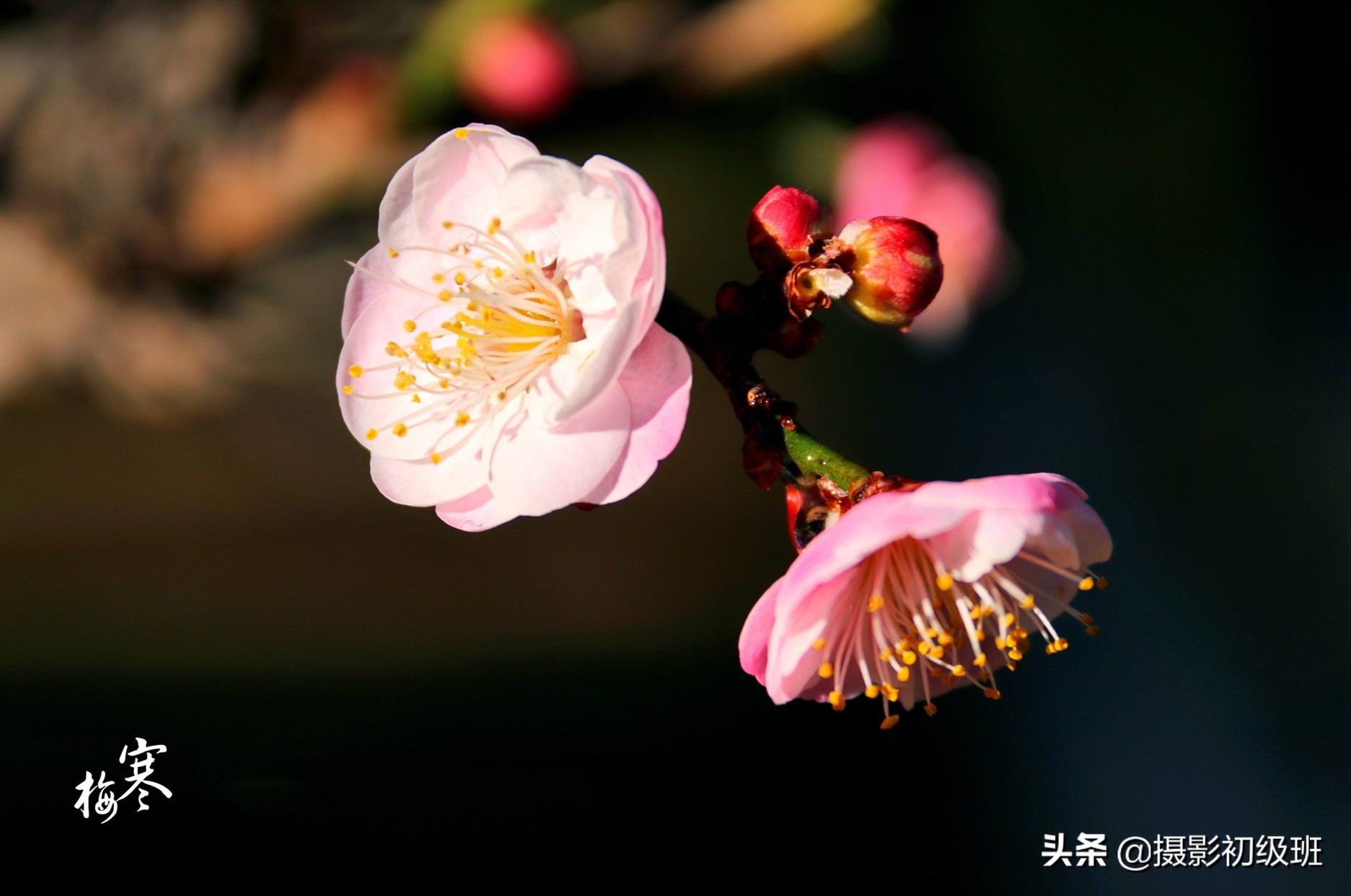 梅花拍摄欣赏技巧有哪些,拍梅花照技巧与角度