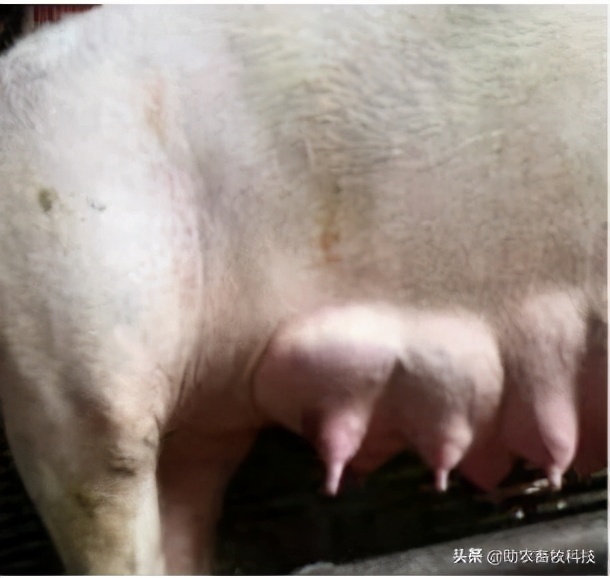 母猪三联症最新治疗方法,母猪三联症是什么意思