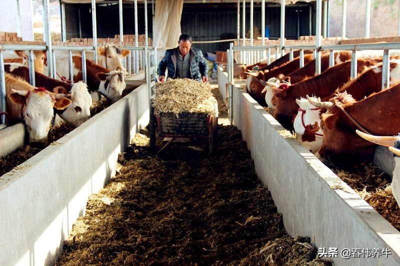 母牛下牛犊已经六个月了，但是还不发情，应该怎么治？