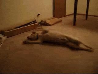 狗狗睡觉一阵一阵的发抖还叫,狗狗睡觉呼吸急促抽搐怎么回事