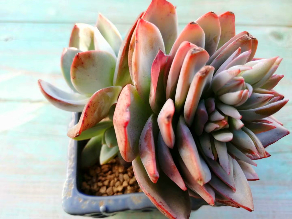 多肉布鲁蓝老桩图片,多肉布鲁蓝和普通蓝光有什么区别