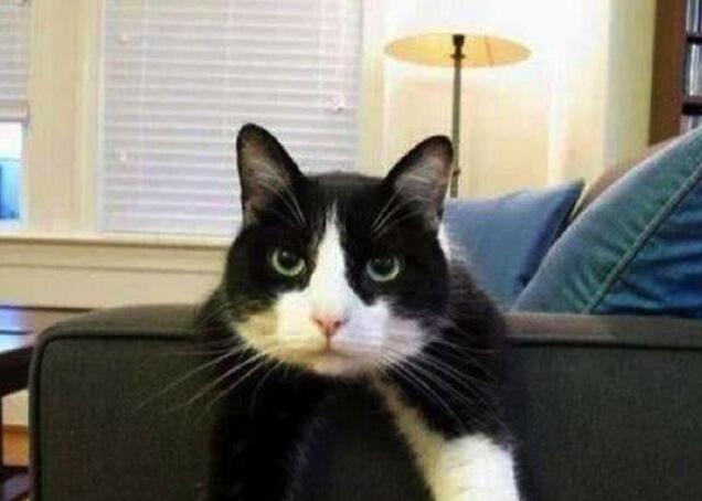 猫咪好不好看全看眼睛,猫咪发腮食谱