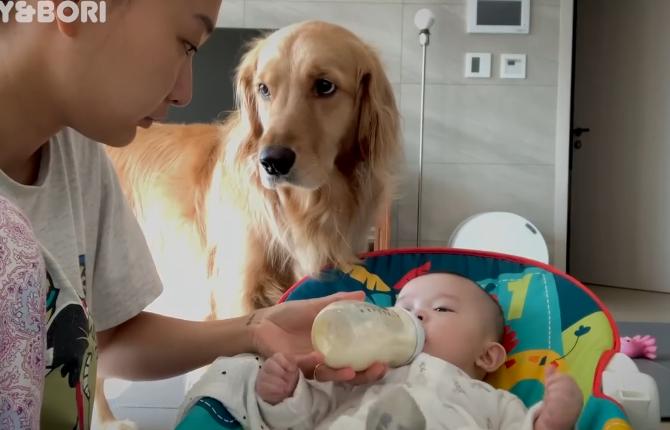 女主人生孩子后宠物的反应,女主人生了宝宝狗狗会咬吗
