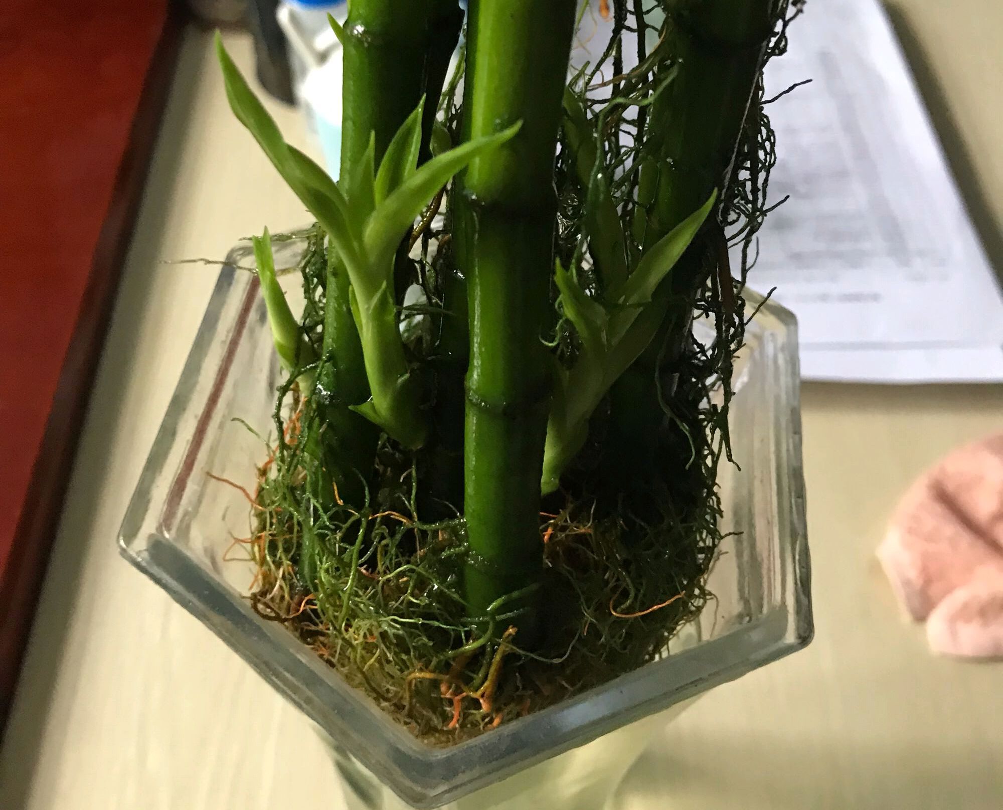 水培富贵竹怎么生根最快,土培富贵竹怎么才能快速生根