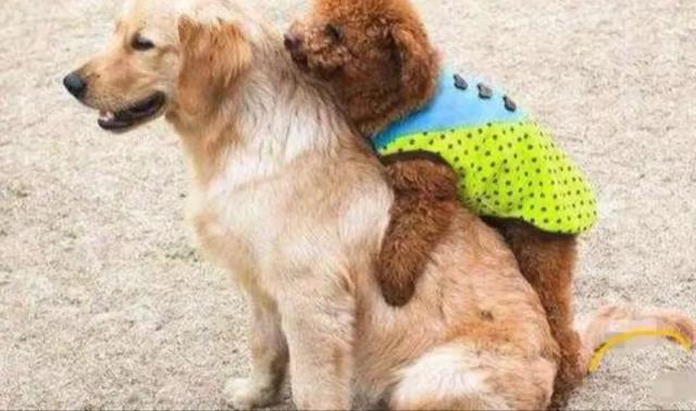 泰迪真的有那么“好色”吗？其实我们都冤枉它了，它也很无辜