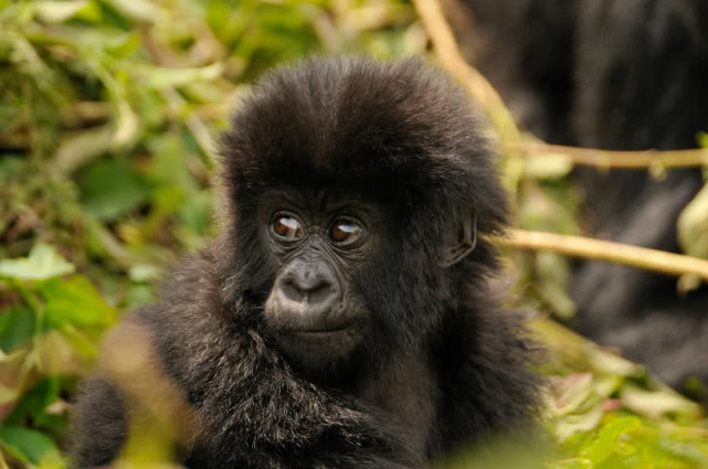 2007年刚果大猩猩被杀,乌干达大猩猩入狱11年