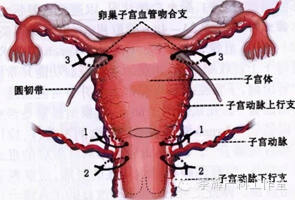 子宫收缩乏力引起产后出血的综述,宫缩乏力性产后出血的诊治建议
