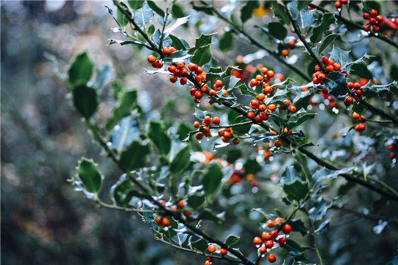 圣诞植物大全,圣诞节植物