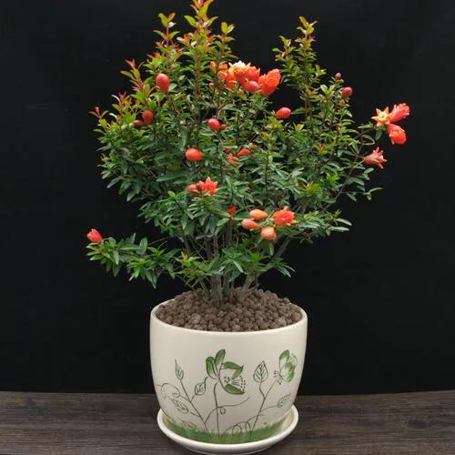 盆栽石榴花怕冷吗,石榴花盆栽不开花