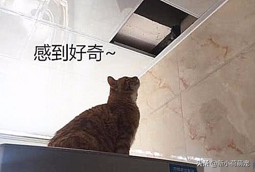 客厅天花板里有老鼠,客厅吊顶里的老鼠怎么进去的