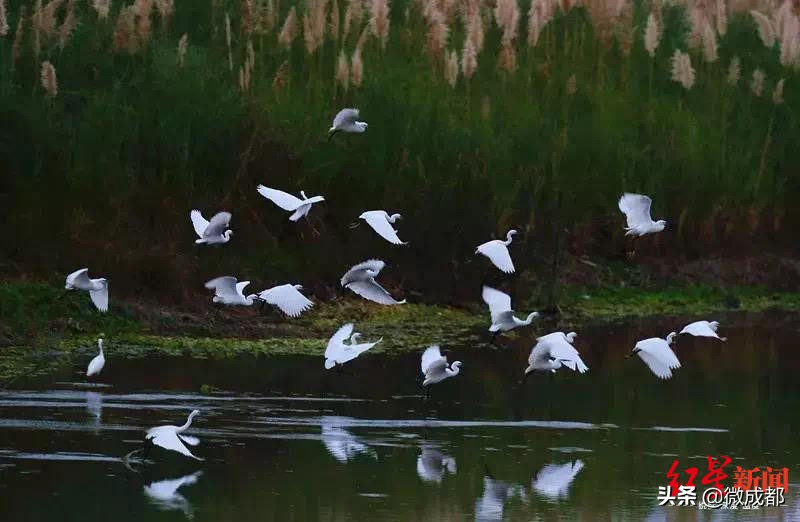 成都6号线湿地公园,成都地铁直达生态公园