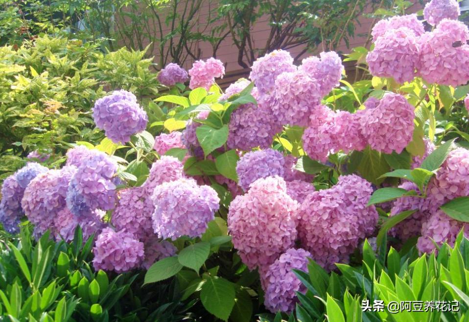 绣球花开花移栽可以修剪吗,绣球花开花前是怎样的