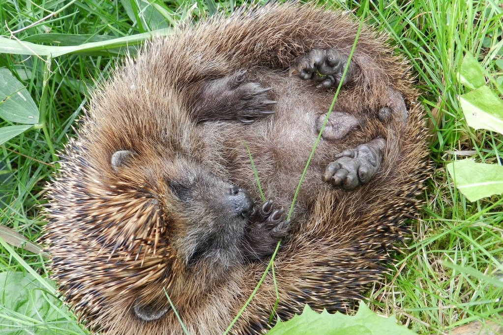 黄鼠狼和狐狸打架真相,黄鼠狼为什么能制服刺猬
