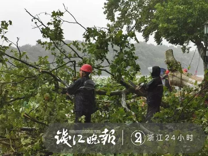 西湖60年大树被连根拔起,西湖大树被淹断电