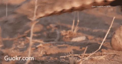 终于！药典除名穿山甲