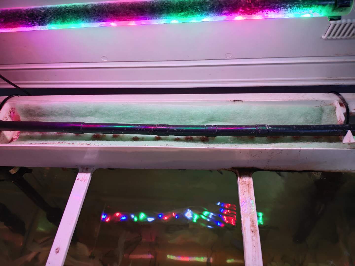 鱼缸养淡水鱼过滤系统,鱼缸里面没有过滤系统怎么养鱼