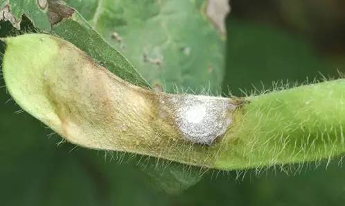 大豆病毒病的防治措施有哪些,大豆霉腐病