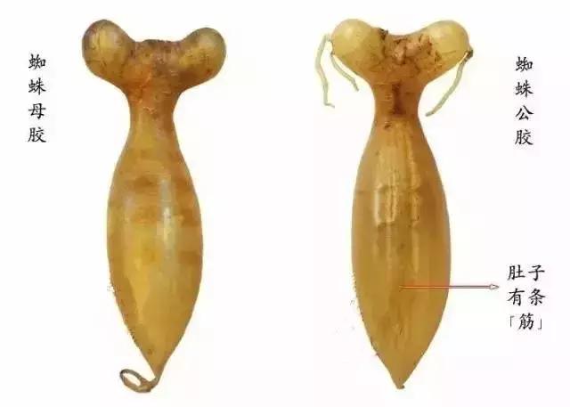 蜘蛛鱼胶品种价格,蜘蛛胶跟花胶